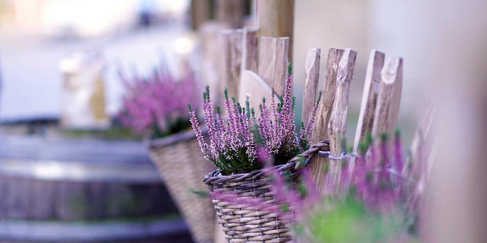 Heide ist für viele im Herbst ein Must-Have bei der naturnahen Herbstgestaltung im Garten.