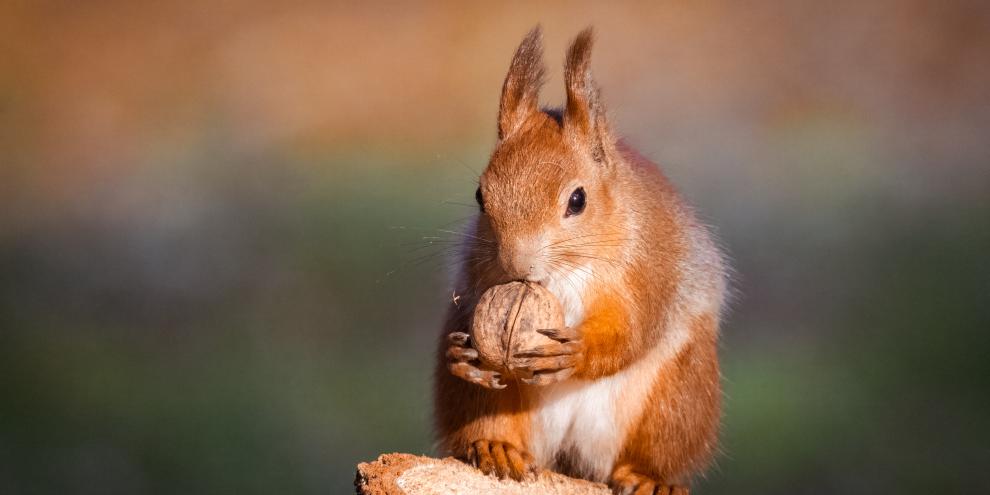 Über einen Walnussbaum freuen sich nicht nur Eichhörnchen, sondern auch Förster, denn Nussbaumarten dürften mit dem Klimawandel vergleichsweise gut klarkommen.