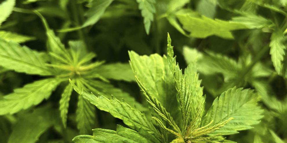 Hanf hat tiefe Wurzeln (bis zu 3 Meter), die den Boden auflockern und Erosion verhindern.