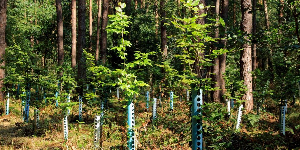 Verbiss-Schutz-Bäume-AdobeStock_120532292