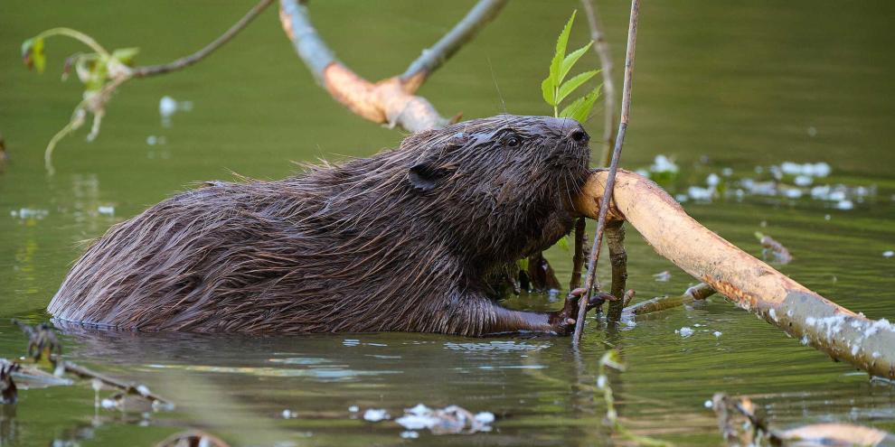 Nicht nur der Abschuss, sondern auch eine nachhaltige Verwertung wird beim Biber gefordert.