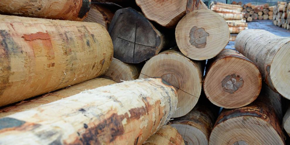 Sägewerke klagen in diesem Jahr über extremen Holzmangel. Doch Waldbauern kritisieren im Internet die Aussagen der Betriebe scharf. (SYMBOLBILD)