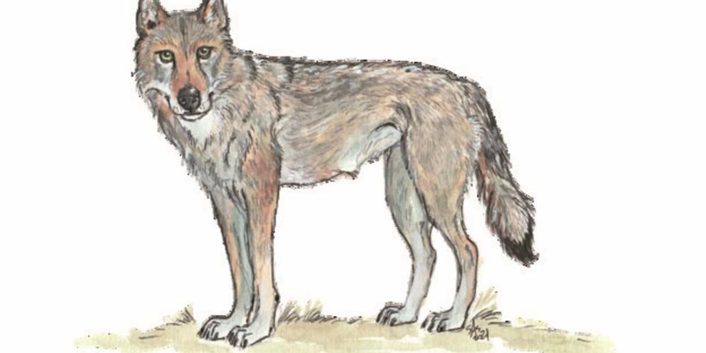 Wölfe können ihre Beute bis zu zwei Kilometer weit wittern.