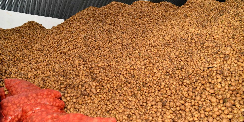 Kartoffel-Lager-AdobeStock_386855152