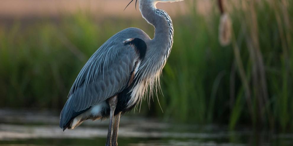 Ein Reiher musste von einer Tierärtzin eingeschläfert werden.