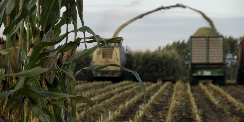Die Maisernte mit Krone im Herbst