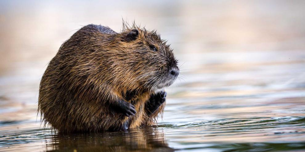 Die wachsende Population von Nutria sorgt für Schäden in Baden-Württemberg.