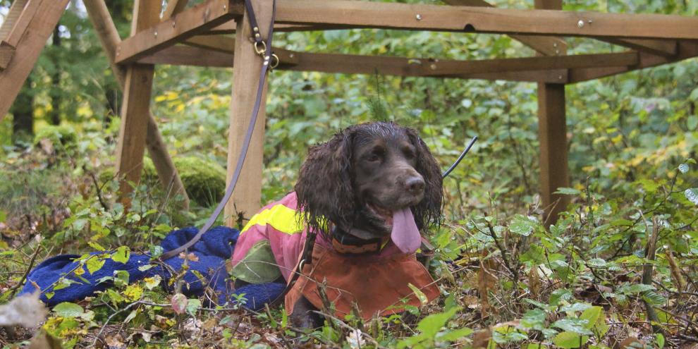 Nicht selten werden schon vor dem Hundeschnallen die ersten Stücke erlegt. Standruhe ist von entsprechend großer Bedeutung.