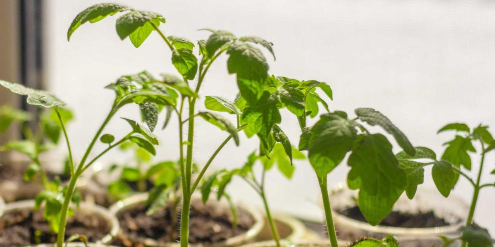 Tomaten wachsen am besten in Einzeltöpfen auf der Fensterbank heran.
