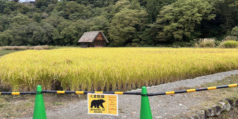 Über einhundert Bärenangriffe gab es in Japan seit April 2025.