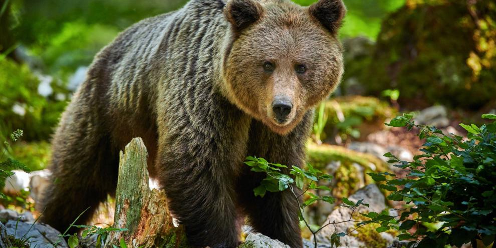Knapp wurde ein Antrag im Trentino abgelehnt, dass auch Jäger Bärensprays nutzen dürfen.