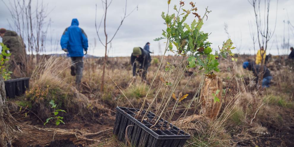 Braunlage Pflanzung Eiche