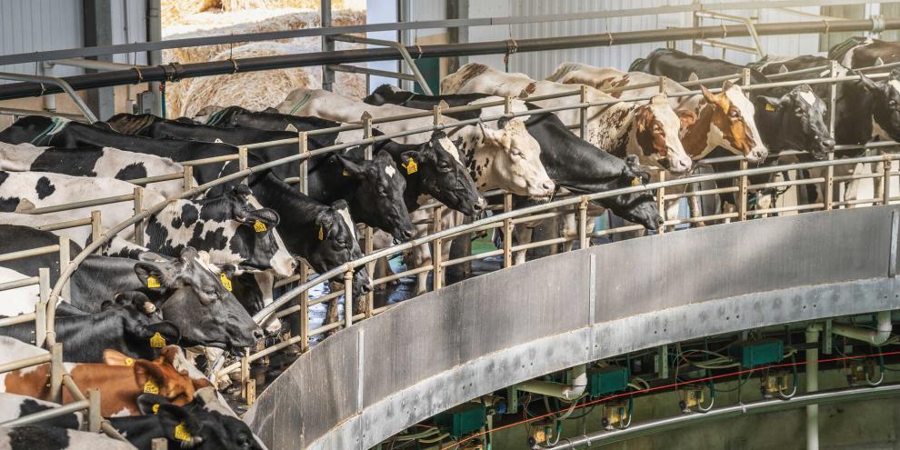 Höhere Lebenstagsleistung bei den Holsteinkühen in Deutschland: Die Auswertung 2024 zeigt, dass die Lebenstagsleistungen in den vergangenen 10 Jahren über alle Betriebsgrößen hinweg angestiegen ist.