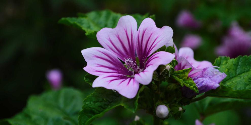 Die Garten-Malve ‚Zebrina‘ sticht ins Auge mit ihrem wunderschönen Muster. Sie ist eine Sorte der Wilden Malve.