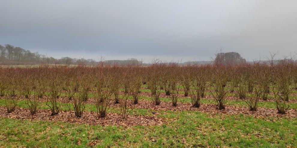 Blaubeerplantage-AdobeStock_480388792