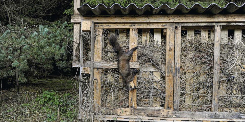 Marder-erlegt-Maeuseburg