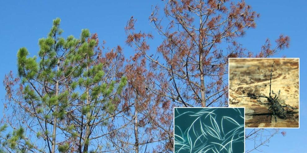 Absterbende Pinus pinaster, Vektorkäfer und Kiefernholznematoden.