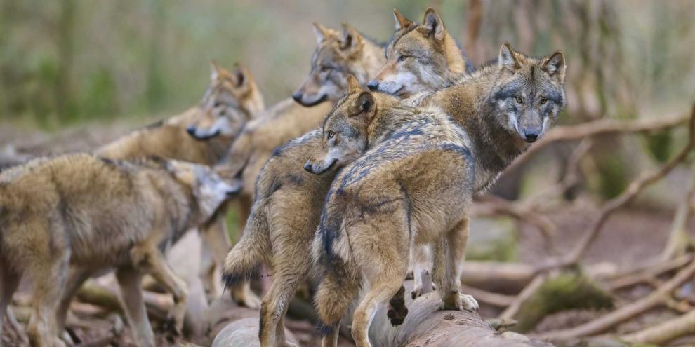 Auch in weiten Teilen Bayerns gilt nun der gute Erhaltungszustand beim Wolf.