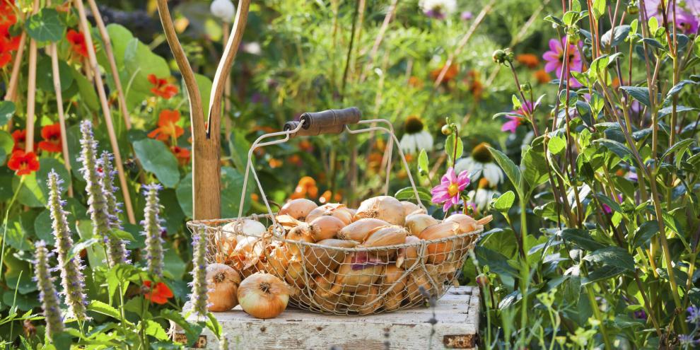 Nur bei guter Witterung dürfen die Zwiebeln draußen trocknen. Regnet es, legt man sie besser in die Garage.