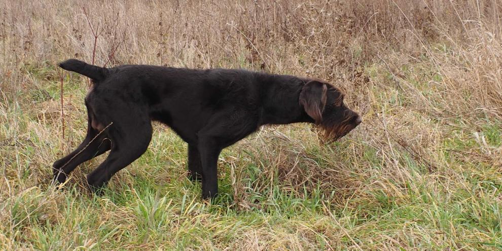 Der Cesky Fousek ist ein mittelgroßer, rauhhaariger Vorstehhund, dessen Erscheinung von Ausdauer und Kraft zeugt.