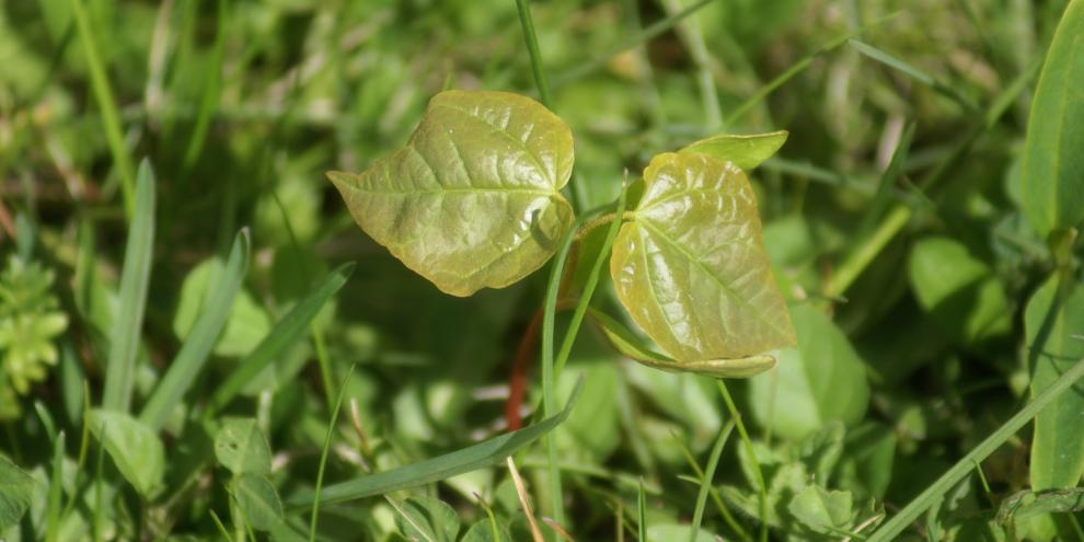 Pionierbäume wie die Birke bleiben nicht lang so klein, sondern wachsen vergleichsweise schnell und bieten anderen Baumarten Schutz.