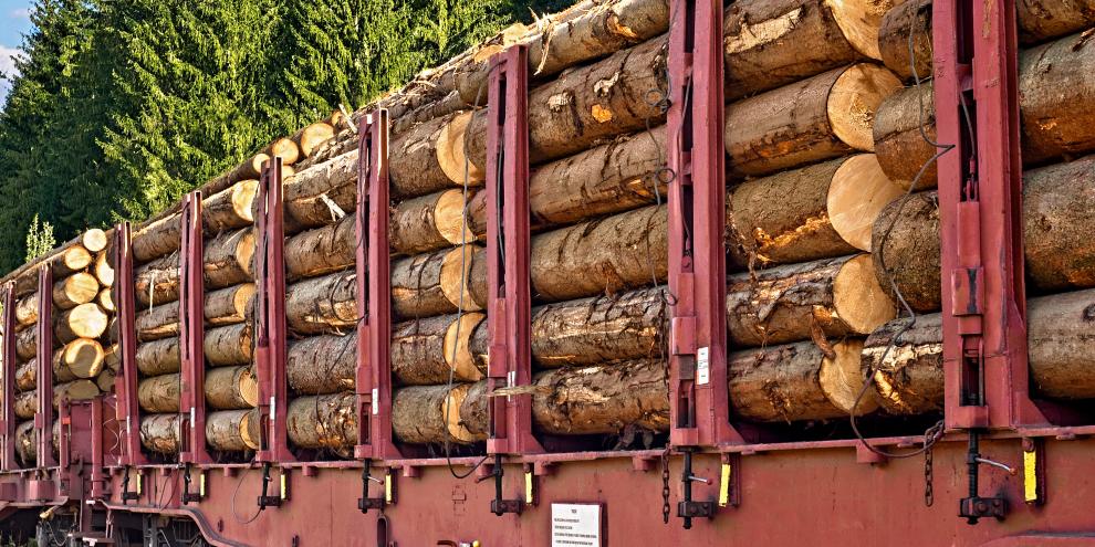 Große Holzmengen gehen aus dem Süden Deutschlands in die Käfergebiete.