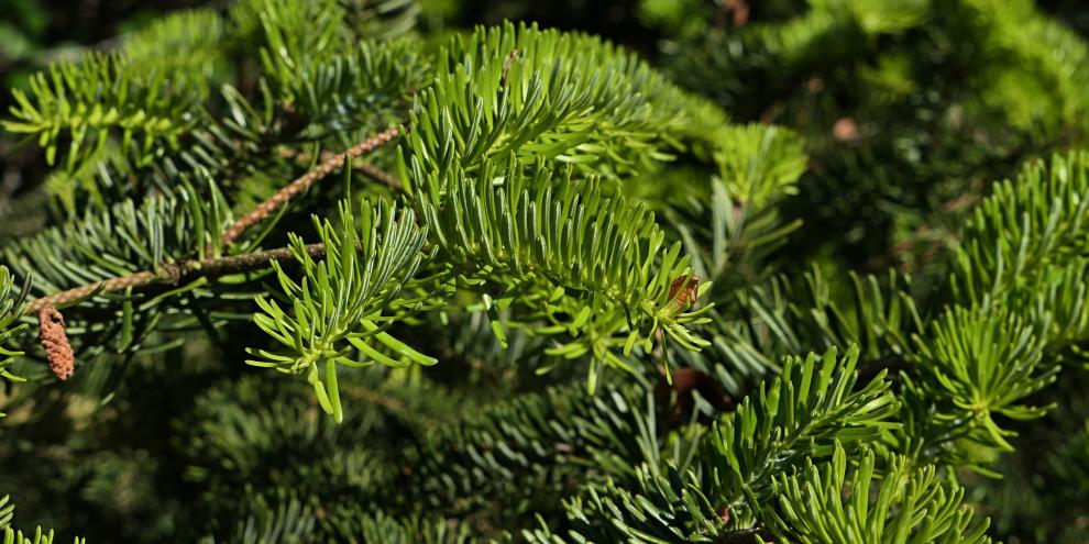 Die Nordmanntanne zeigt Potenzial im Klimawandel.