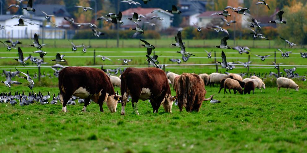 Vogelgrippe-Vogel-Rind_AdobeStock_636428572
