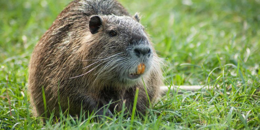 Im Norden wurde die Fangprämie für Nutria verdoppelt.