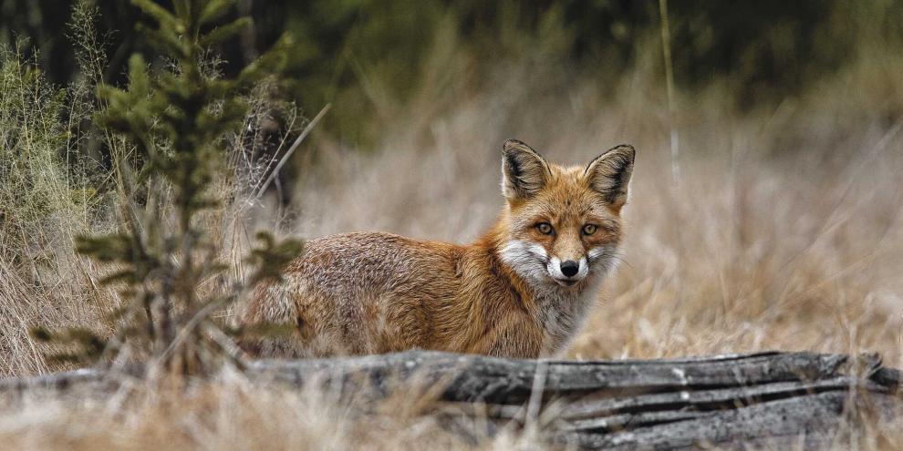 Füchse reagieren auf feinste Geräusche.