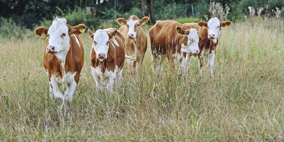 Gerade für Jungvieh besteht ein ernstes Risiko, sich auf der Weide mit Lungenwürmern zu infizieren, vor allem wenn sie Flächen nach älteren Rindern beweiden und bei der diesjährigen Witterung.