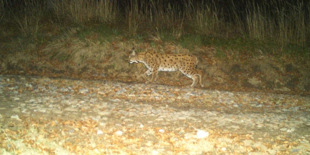 Der Luchskuder bei einem seiner Streifzüge.