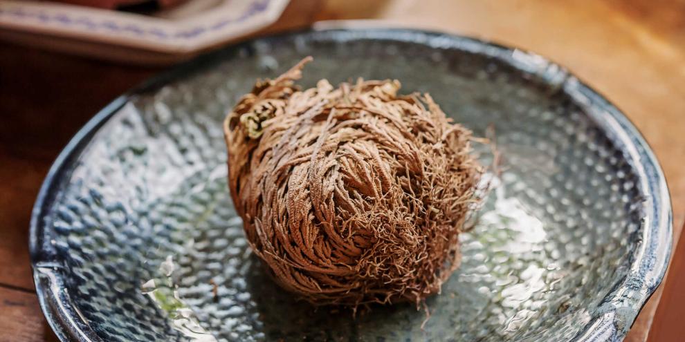 Rose von Jericho: Echt oder unecht?