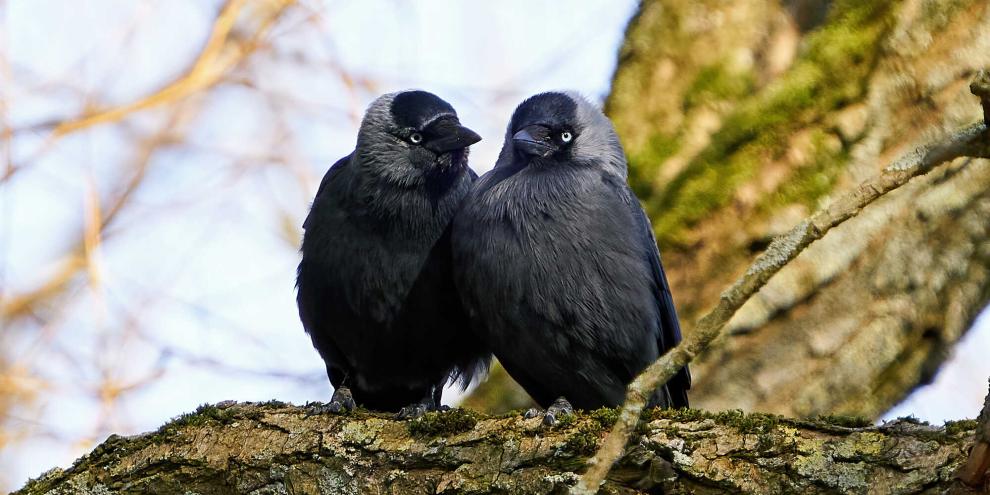 Eine Dohle kommt selten alleine. Hat sich ein Dohlenpaar erst „verheiratet“, bleiben sie sich ein Leben lang treu.