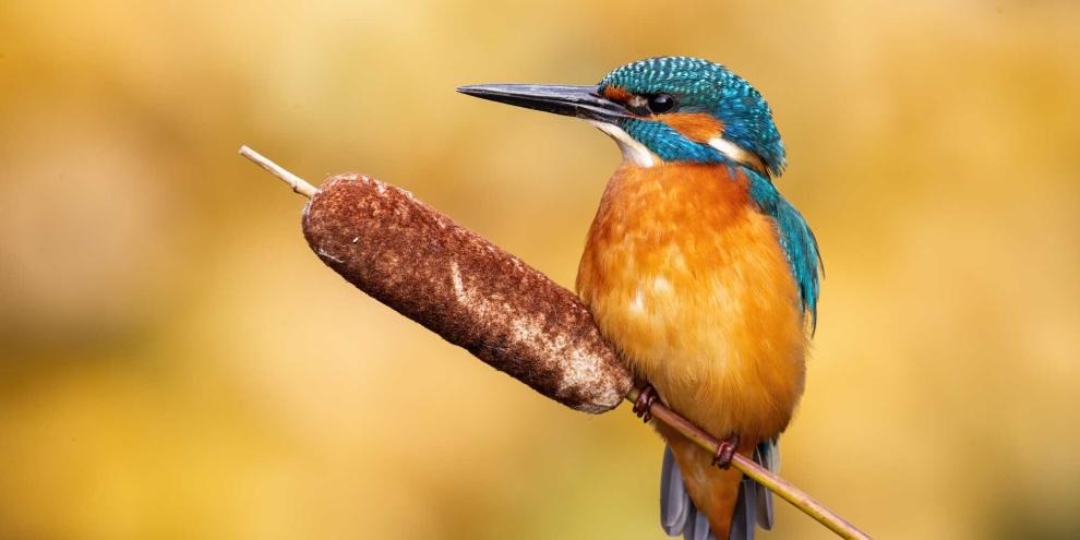 Der Eisvogel ist in Europa durch die EU-Vogelschutzrichtlinie geschützt. Diese verpflichtet EU-Mitgliedsstaaten besondere Schutzgebiete für ihn zu schaffen.