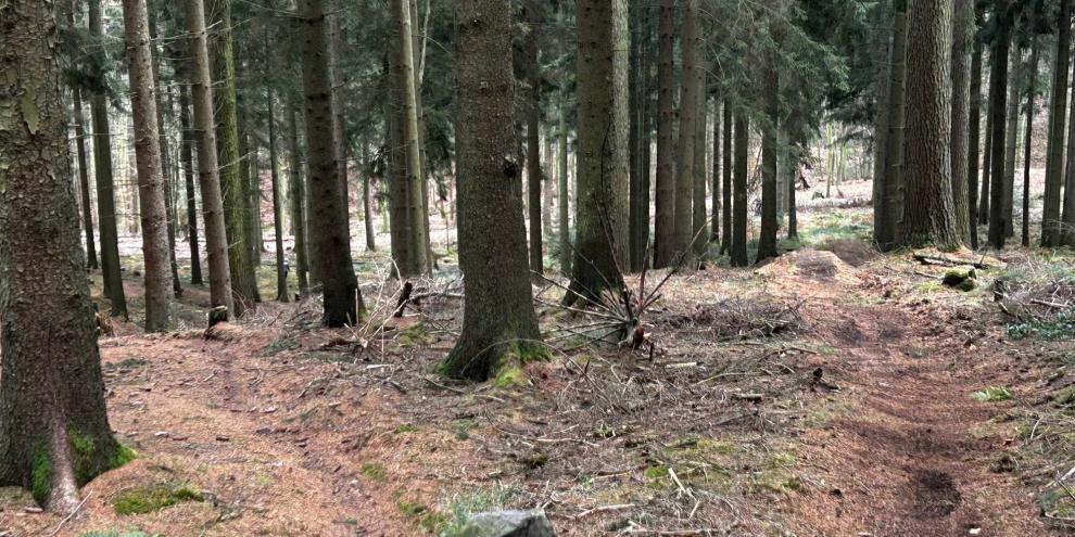 Frische Spuren auf dem Waldboden zeigen, dass hier kurz zuvor auf dem Trail gearbeitet wurde.