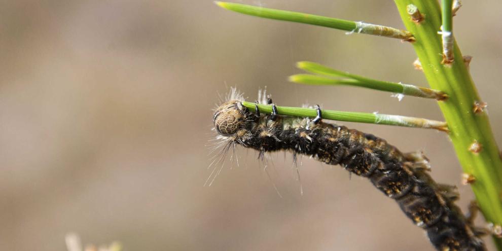 Die Raupe des Kiefernspinners: Mit Hilfe eines neuen Fernerkundungs-Verfahrens kann ein massenhafter Befall mit diesem und weiteren Kieferngroßschädlingen früh und effizient erkannt werden.