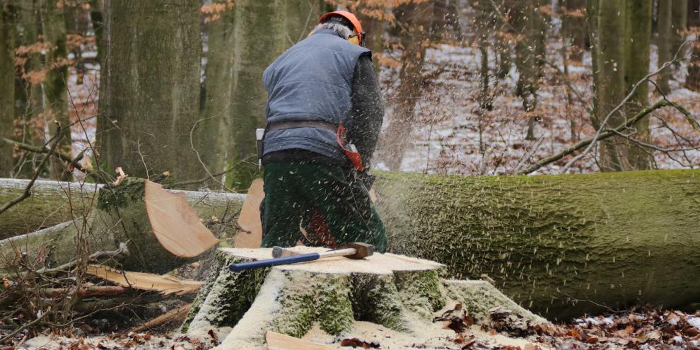 SYMBOLBILD: In Oberösterreich wurde ein Waldbauer von einer gefällten Fichte getroffen und unbestimmten Grades verletzt. Sein Sohn (21) holte Hilfe.