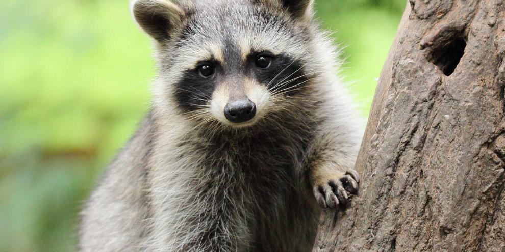 In Virginia ist ein Waschbär in ein Karatestudio eingebrochen.