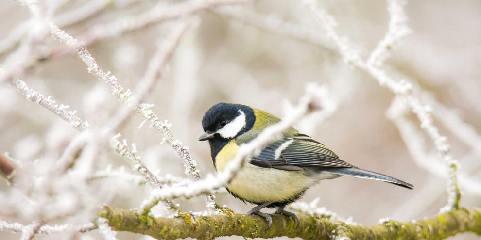 Verblasste Schönheit: Kohlmeisen in Städten in ganz Europa zeigen ein rätselhaftes Phänomen – ihre gelben Brustfedern sind deutlich blasser als bei Meisen in Wäldern.