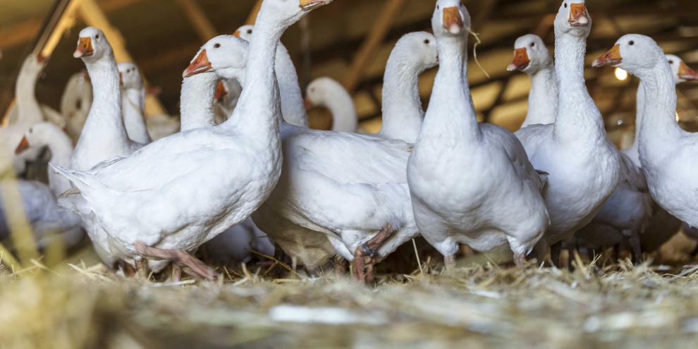 Aufgrund von Ausbrüchen der Geflügelpest gilt in einigen Teilen Niedersachsens eine Stallpflicht für Geflügel. 