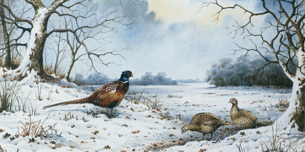 Im Winter müssen sich Fasanen bemühen, genug Nahrung zu finden.