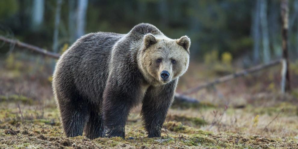 In Italien waren Bären im Fokus von Forschern.
