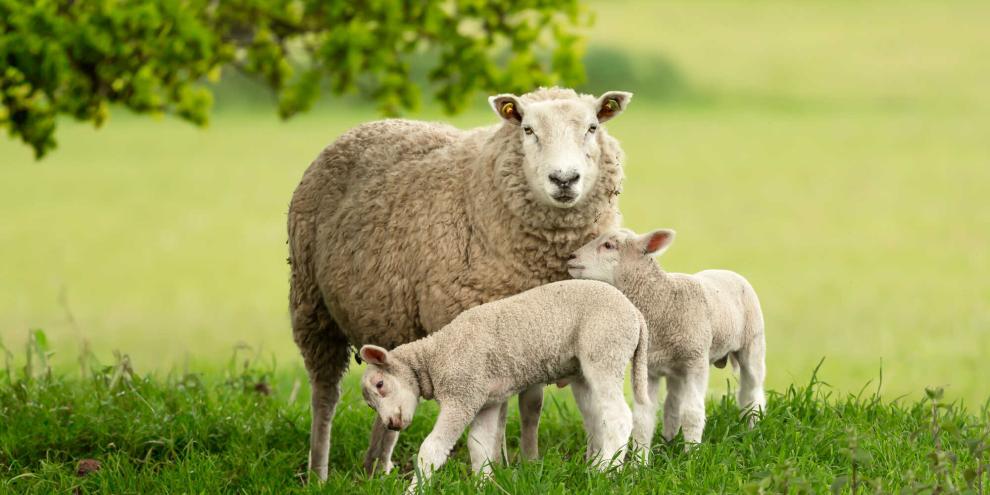 Schafe-AdobeStock_1237091866