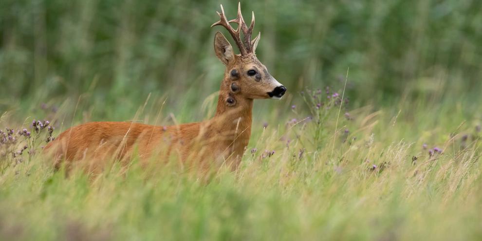 Auch bei Wildtieren können Tumore entstehen.