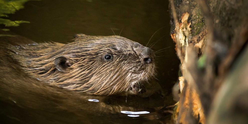 Biber sind wieder im Landkreis Norfolk in England angekommen.