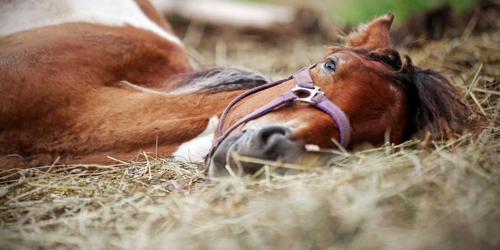Der Jäger hatte das Pferd mit einem Wildschwein verwechselt (Symbolfoto).