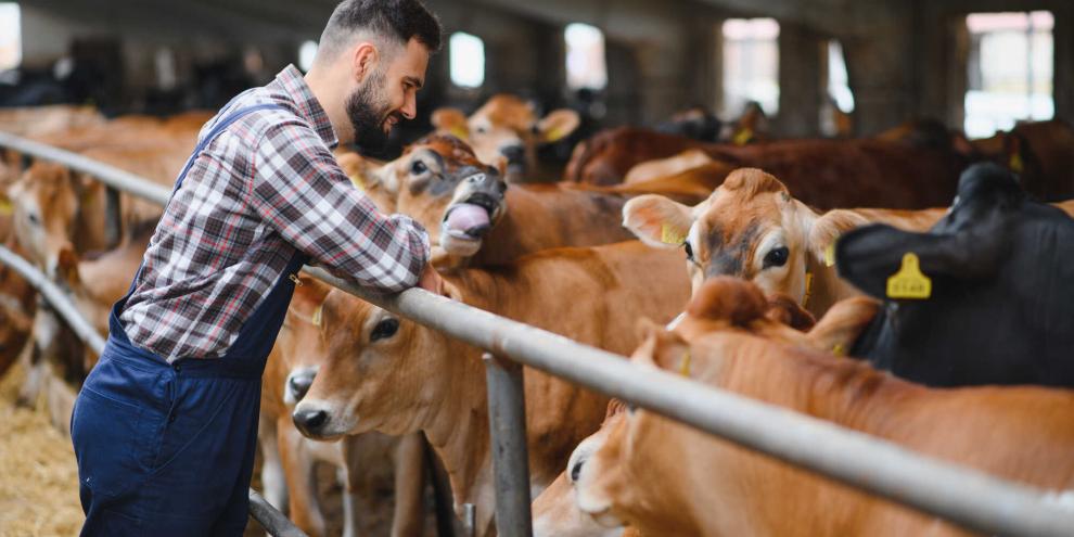 Auch im neuen Jahr stehen für Rinderhalter einige Änderungen bevor.