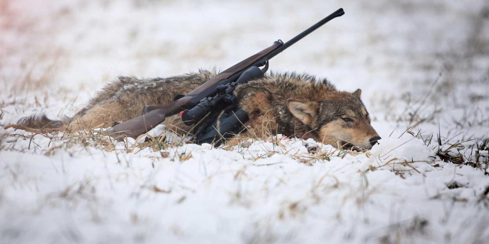 Der Wolf soll eine geregelte Jagdzeit erhalten.