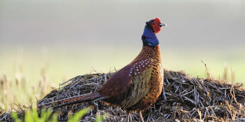 Anhand eines Merkmals lässt sich das Alter eines Fasanenhahnes bestimmen.